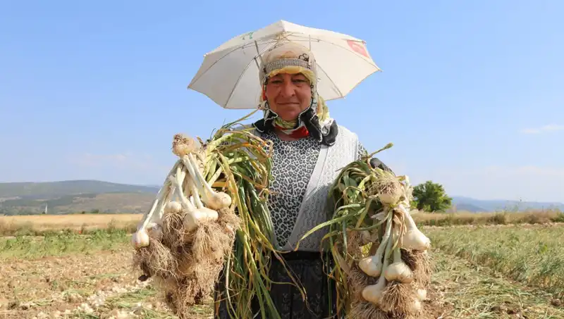 Kavurucu Sıcakta Mesai: Günlük 1.200 TL Kazananların Hikayesi