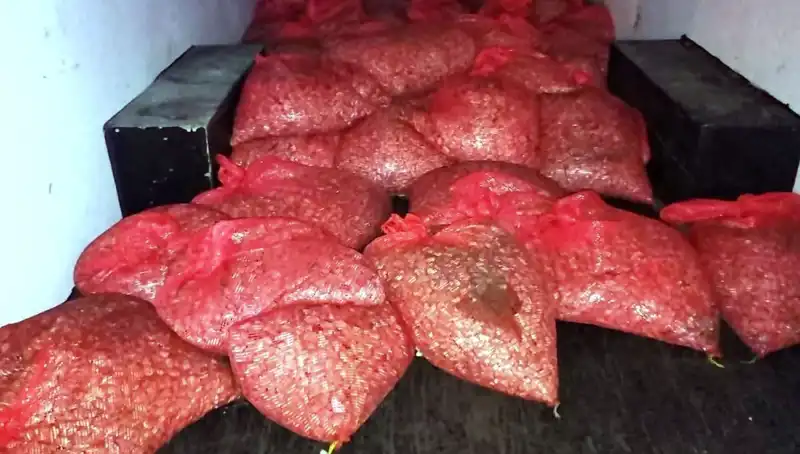 Samsun'da 1,5 Ton Kaçak Midye Ele Geçirildi: Olayın Ayrıntıları