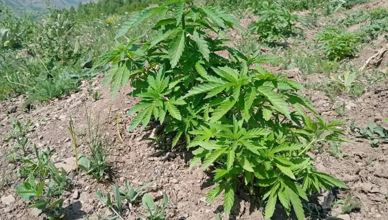 Bingöl'de Güvenlik Güçlerinden Kaçak Tütün ve Kenevir Operasyonu