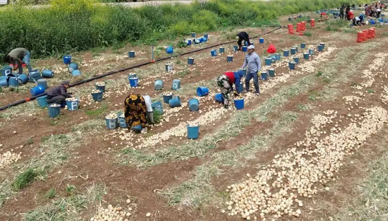 Soğan Hasadı Başladı: Fiyatlar Düşüşe Geçti, Piyasada Neler Oluyor?