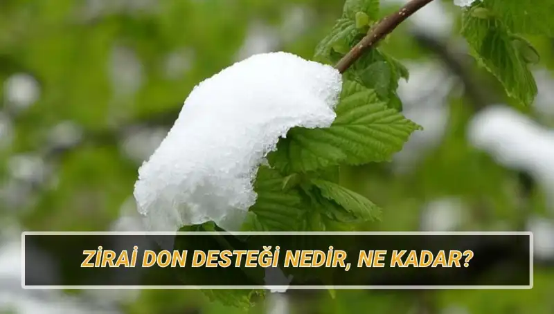 Zirai Don Desteği 2023: Başvurular, Ödemeler ve Etkilenen İller