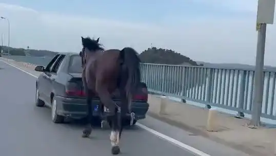 Adana'da Bir Ata Yapılan Eziyet, Suçluya Tutuklama Getirdi