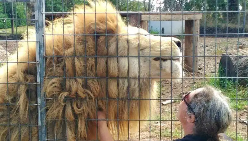 Avustralya'da Kafes İçinden Aslan Saldırısı: Dehşet Anları