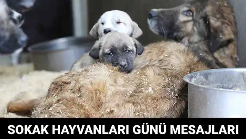 4 Ekim Dünya Sokak Hayvanları Günü: Sadece Bir Gün Değil, Sürekli Bir Destek Meselesi