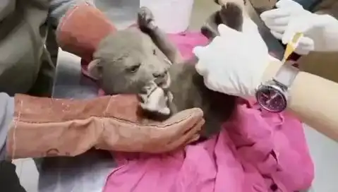 Karabük'te Şaşırtan Keşif: Yavru Bozayı Ormanda Fark Edildi