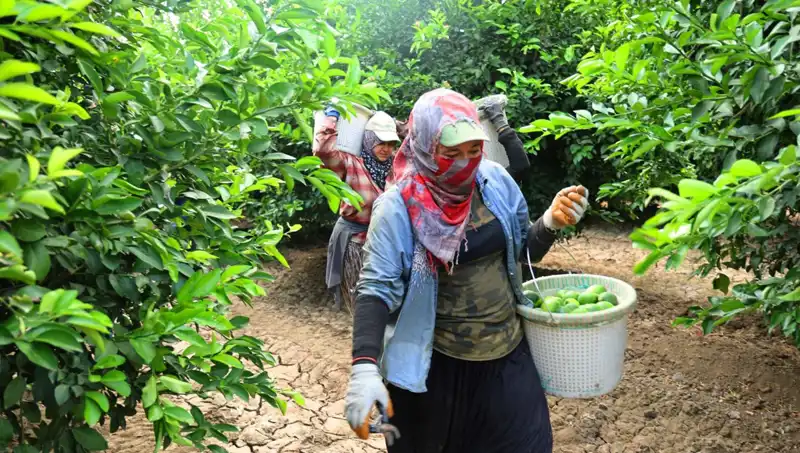Kilo Fiyatları 150 Lirayı Aştı: Pazar Fiyatlarını Etkileyecek Hasat Dönemi Başladı