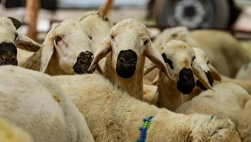 Kurban Bayramı 2025: Kurban Kesmek Farz Mı? Her Şeyin Cevabı Burada!