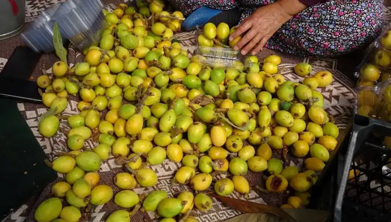 Muşmula Hasadı Başladı, Kilosu Neden 150 TL?