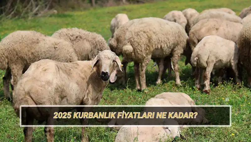 2025 Kurbanlık Fiyatları: Sektördeki Değişiklikler ve Tahminler