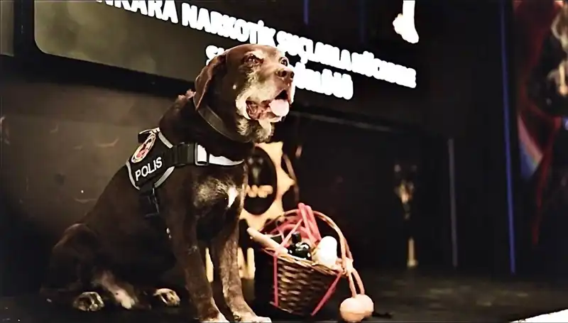 Ankara'nın Emektar Narkotik Köpeği 'Toma' Emekli Oldu, Veda Töreni Duygusal Anlara Sahne Oldu