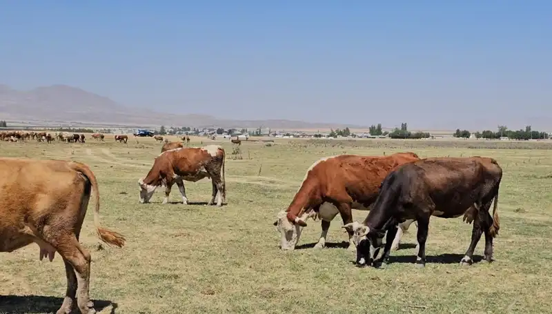 Arin Gölü Kurudu: Şehirde Büyük Su Sıkıntısı Baş Gösterdi