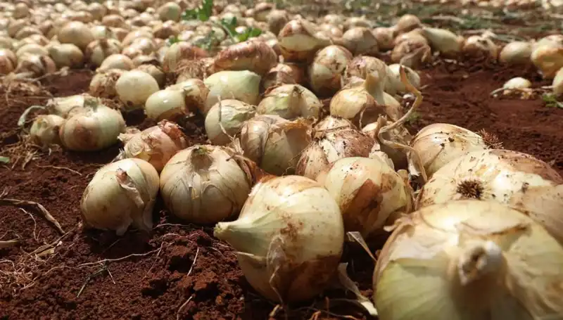 Hatay'da Soğan Hasadı Başladı: Çiftçilerin Yüzünü Güldüren Rekolte!