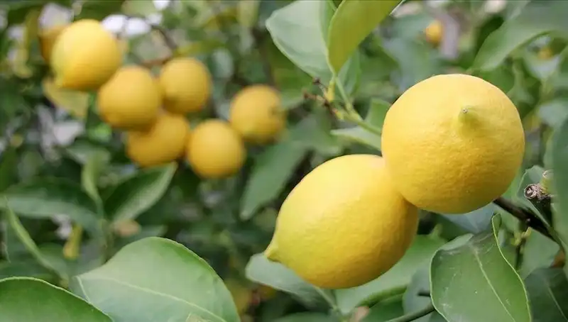 Limonun Fiyatı Uçtu! Önceki Yılın Fiyatlarıyla Karşılaştırınca Ne Oluyor?