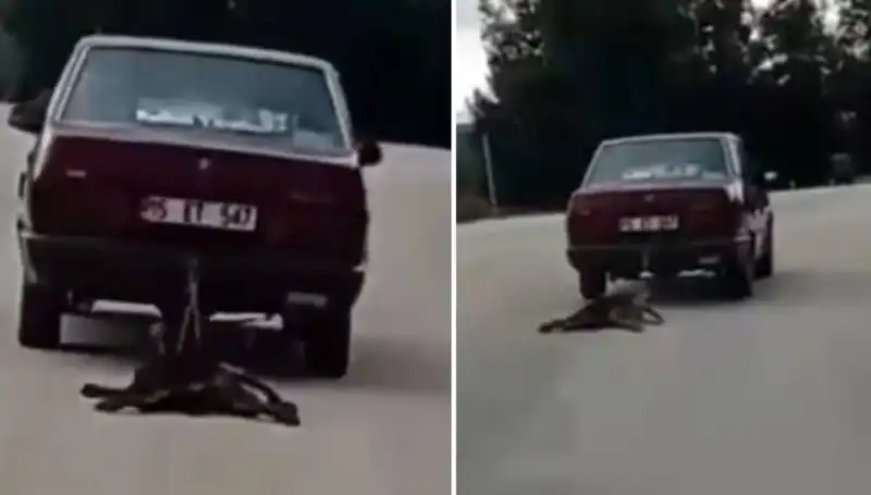 Otomobil Sürücüsü Tarafından Sürüklenen Köpek: Hayvanseverler Ne Yapacak?