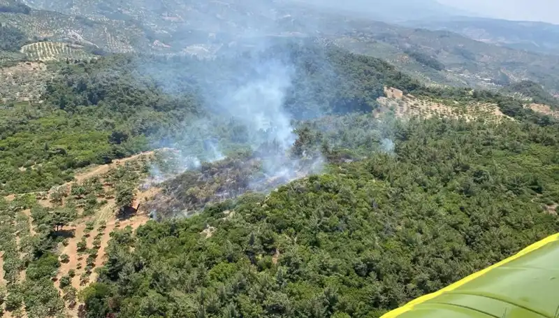 Aydın'da Orman Yangını: Yangından Zarar Gören Alanlar ve Müdahale Süreci