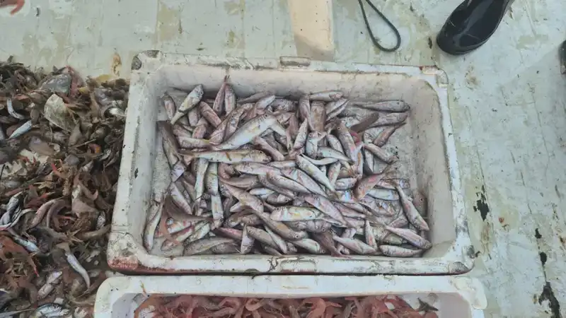 Denizden Gelen Tazeliğin Adresi: Limanda Yeni Sezon Balık Satışı