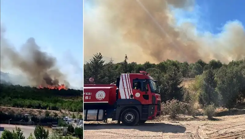 Gebze'de Orman Yangını: Hayvanlar ve Doğa Tehlikede!