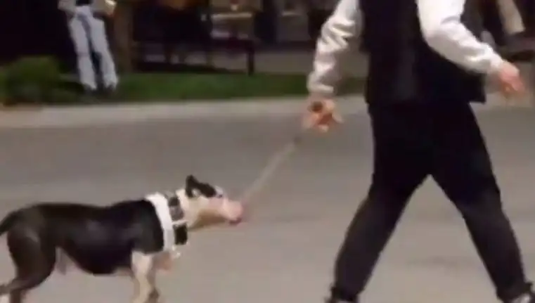 Ağızlıksız Pitbull Skandalı: Diğer Köpekleri Saldırısından Sahibine Para Cezası Verildi