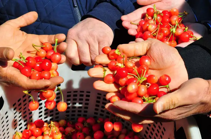 İlk Hasat Heyecanı: Kilosu 3.500'den Alıcı Buldu!
