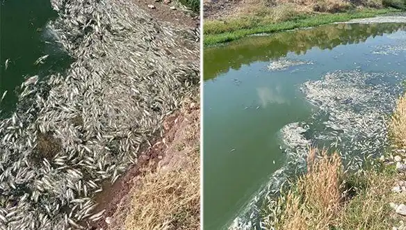 Karasu Çayı'ndaki Balık Ölümlerinin Ardındaki Gizemli Sebepler Neler?