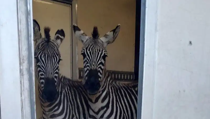 Sınır Kontrolünde Şaşırtan Ele Geçirme: Minibüsten 2 Zebra ve 6 Maymun