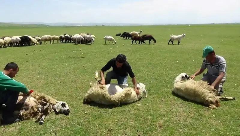 Dağların Zirvesinde Koyun Kırkma Sezonu Başladı: Doğanın Güzelliğiyle Buluşma