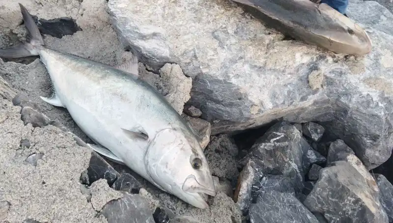 Oltayla Yakalanan 65 Kiloluk Balık, Sahibine 18 Bin TL Kazandırdı!