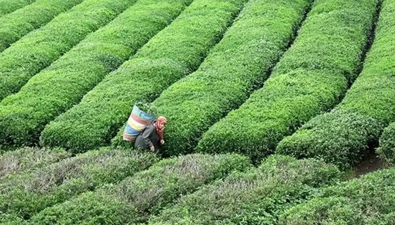 ÇAYKUR Ramazan Bayramı'nda Yaş Çay Alımına Devam Edecek!