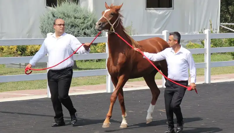 Taşkın Kral Rekorlarıyla Dünyayı Sarhoş Etti: Bu İnanılmaz Yolculuğu Kaçırmayın!