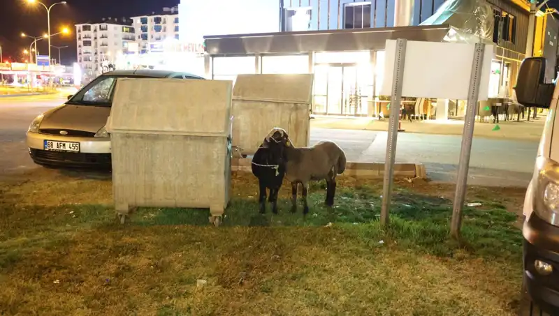 Türkiye’nin Mor Karaman Koyunları: Sokağa Terk Edilen Zenginlik