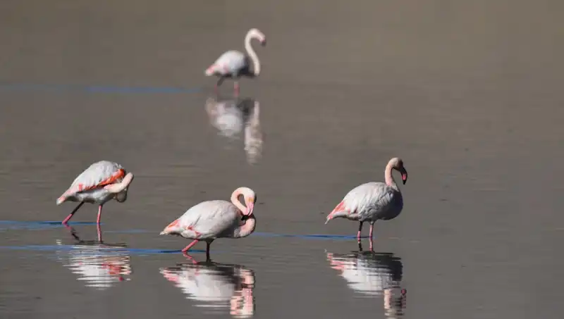 Kuş Cennetinde Kuraklık Çilesi: Flamingolar Neden Azalıyor?
