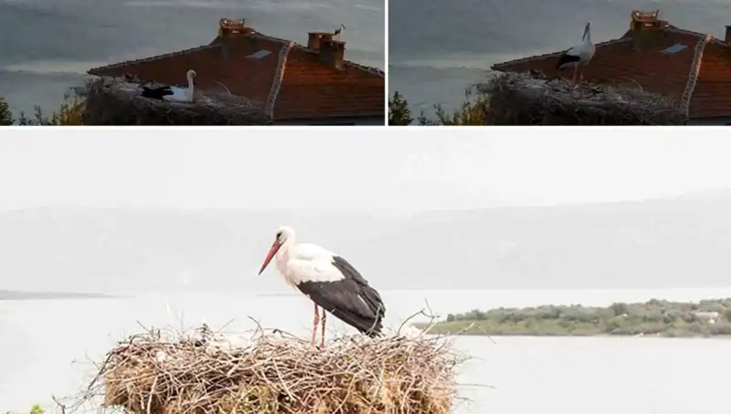 Yaren Leylek Depremi Önceden Hissedip Uçtu, Doğa Mucizelerine Tanıklık Ettik!