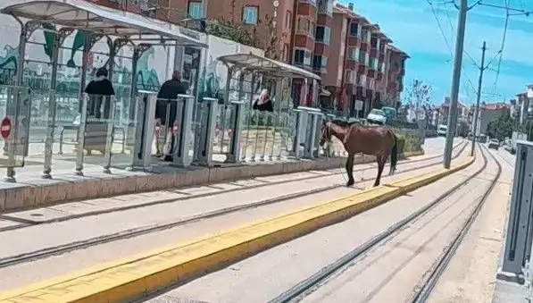 Eskişehir Tramvay Raylarında Gezen Başboş At: Şehirde Şaşkınlık Yaratan Olay