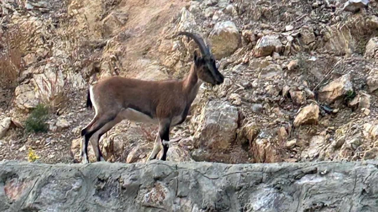 Yaban Keçisini Avlayan Kişiye 661 Bin Lira Cezai İşlem